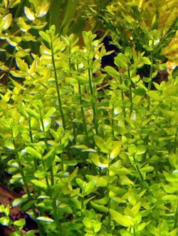 Large Bacopa